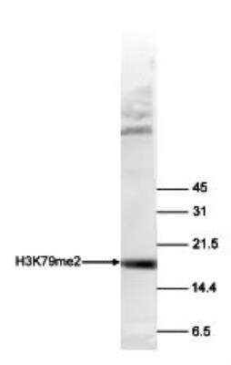 Western Blot: Histone H3 [Dimethyl Lys79] Antibody [NBP2-59151] - Histone extracts of HeLa cells (15 ug) were analyzed using the antibody against H3K79me2 diluted 1:250 in TBS-Tween containing 5% skimmed milk. Observed molecular weight is ~17 kDa.